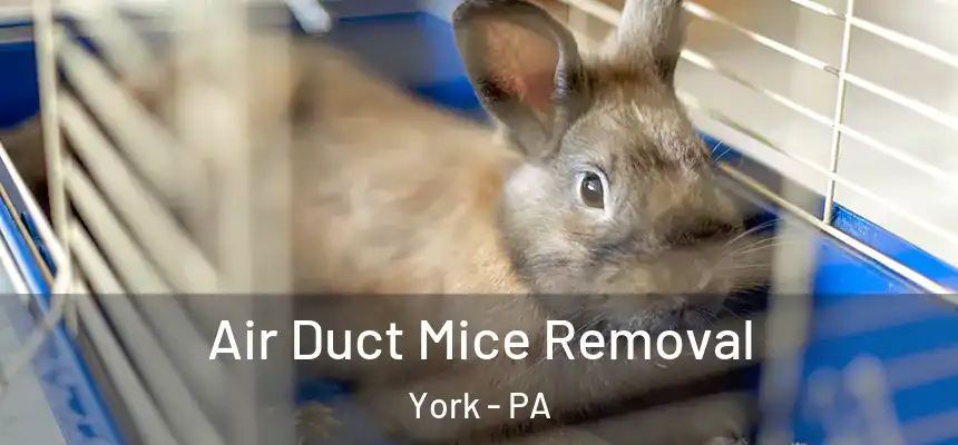  Air Duct Mice Removal York - PA