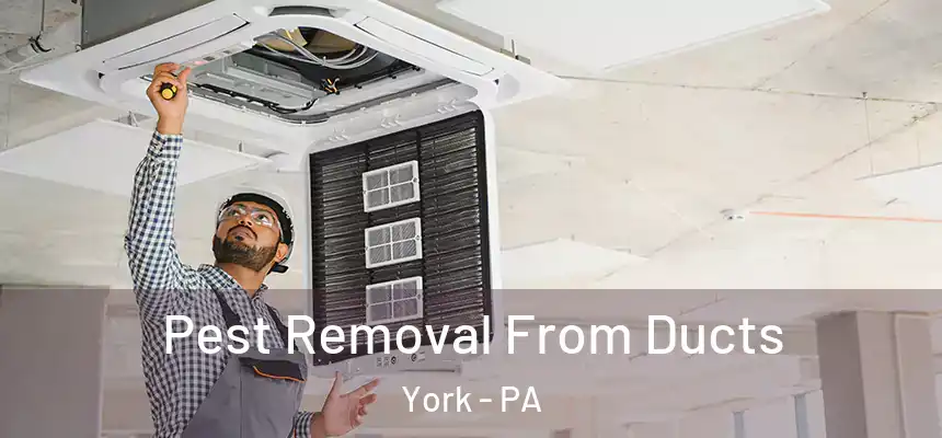  Pest Removal From Ducts York - PA